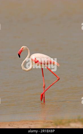 großamerikanischer Flamingo (Phoenicopterus ruber), Erwachsener im Wasser, Etosha, Namibia Stockfoto