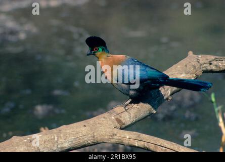 Purpurkammturaco (Tauraco porphyreolophus) an einem alten Ast Stockfoto