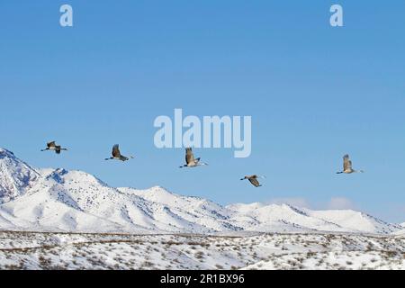 Sandhill Crane (Grus canadensis) fünf Erwachsene, im Flug über schneebedeckte Hügel, Bosque del Apache National Wildlife Refuge, New Mexico (U.) S. A. Stockfoto