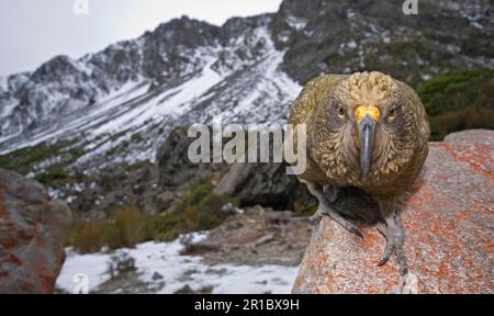 Kea (Nestor notabilis), Erwachsener, auf Felsen in Berghabitat, Arthurs Pass, Südliche Alpen, Südinsel, Neuseeland Stockfoto