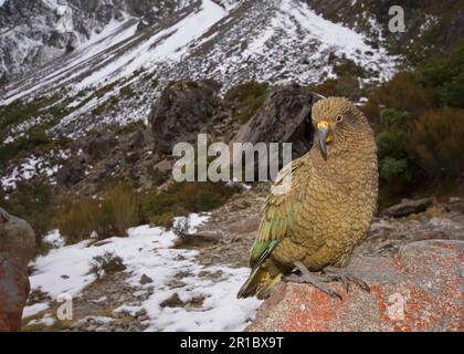 Kea (Nestor notabilis), Erwachsener, auf Felsen in Berghabitat, Arthurs Pass, Südliche Alpen, Südinsel, Neuseeland Stockfoto