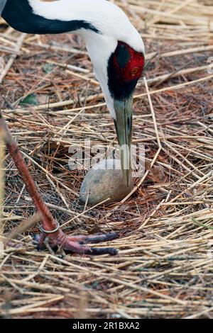 Weißnackenkranich (Grus vipio), Erwachsener, Nahaufnahme des Kopfes, Eiern auf Nest pflegen, Teil des Zuchtprogramms für Gefangene, Naturreservat Pensthorpe, März (in Stockfoto