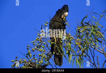 Rotschwanzkakadu (Calyptorhynchus banksii), weiblich auf Sitzstangen, Fütterung, Northern Territory, Australien Stockfoto