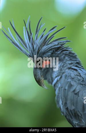 Palmkakadu (Probosciger aterrimus) Nahaufnahme des Kopfes Stockfoto