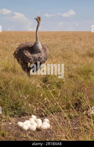 Strauß (Struthio camelus), weiblich, ausgewachsen, mit Eiern am Nest in der Savanne, Masai Mara, Kenia Stockfoto