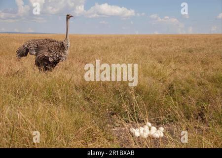 Strauß (Struthio camelus), weiblich, ausgewachsen, mit Eiern am Nest in der Savanne, Masai Mara, Kenia Stockfoto