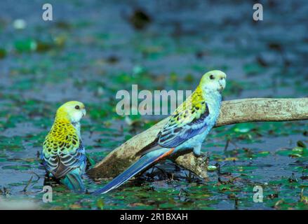 Blassköpfige Rosella, blassköpfige Rosella, Papageien, Flachschwanzsittiche, Sittiche, Tiere, Vögel, blassköpfige Rosella (Platurcercus adcitis) zwei Stockfoto