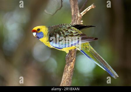 Grüne rosella (Platycercus caledonicus), Gelbbauchsittiche, endemische Papageien, Flachschwanzsittiche, Sittiche, Tiere, Vögel, Grüne Rosella Stockfoto