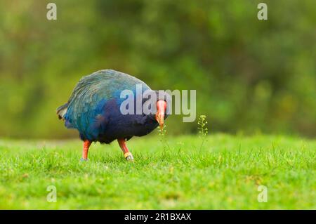 Takahe, South Island Takahe (Porphyrio hochstetteri), South Island Takahes, Takahes, Schienen, Tiere, Vögel, Take-ahe Erwachsene, Fütterung von graß, Tiritiri Ma Stockfoto