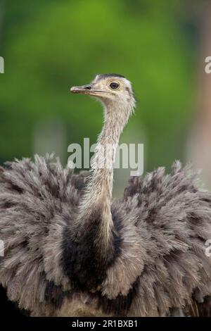 Greater Greater rhea (Rhea americana), Erwachsener, Nahaufnahme von Kopf und Hals, Pantanal, Mato Grosso, Brasilien Stockfoto