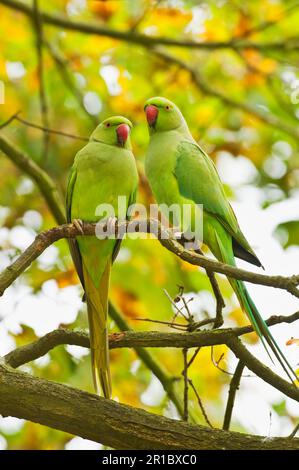 Rosensittich (Psittacula krameri), Rosensittich, Rosensittich, kleiner Alexandrianischer Sittich, Rosensittich, Papageien, Para Stockfoto