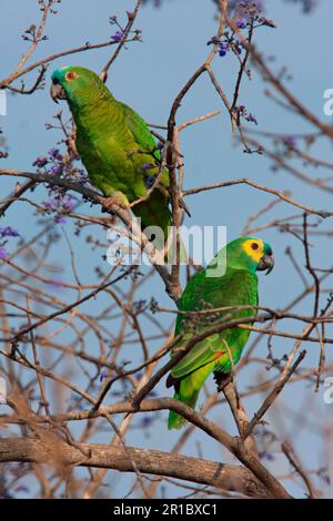 Blauer Amazonas (Amazona aestiva) Parrot, Erwachsenenpaar (weiblich links) (männlich rechts), hoch oben im Baum, Pouso Alegre, Mato Grosso, Brasilien Stockfoto