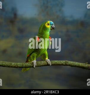 Amazonas mit blauer Front, Amazonas mit blauer Front (Amazona aestiva), Amazonas mit blauer Front, Amazonen, Papageien, Tiere, Vögel, Papagei, Blauer Amazonas Stockfoto