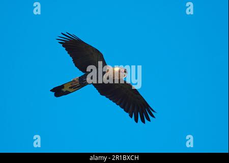 Gelbschwanzkakadu (Calyptorhynchus funereus), Erwachsener, im Flug, Kangaroo Island, Südaustralien, Australien Stockfoto