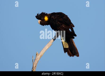 Gelbschwanzkakadu (Calyptorhynchus funereus), weibliche Erwachsene, mit erhabenem Wappen, Girraween N. P. Queensland, Australien Stockfoto