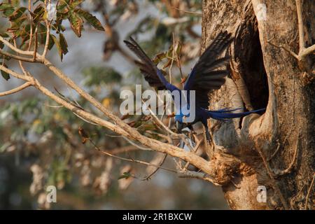 Hyazinth Ara (Anodorhynchus hyacinthinus), Erwachsener, im Flug, Verlassen eines Nestlochs im Baumstamm, Pantanal, Mato Grosso, Brasilien Stockfoto