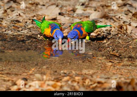 Rothalslorikeet (Trichoglossus rubritorquis) zwei Erwachsene, die aus der Pfütze trinken, Northern Territory, Australien Stockfoto