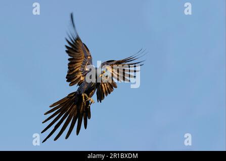 Hyazinth Ara (Anodorhynchus hyacinthinus), Erwachsene, im Flug, bei der Landung, Pantanal, Mato Grosso, Brasilien Stockfoto