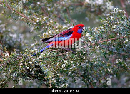 Purpurrote rosella (Platycercus elegans), Erwachsener, im Baum, Fütterung von Blumen, Lamington N. P. Queensland, Australien Stockfoto