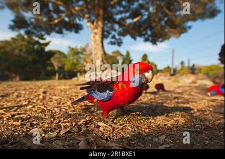 Crimson Rosella (Platycercus elegans) Erwachsene, Herdenfütterung am Boden, O'Reilly's, Lamington N. P. Queensland, Australien Stockfoto