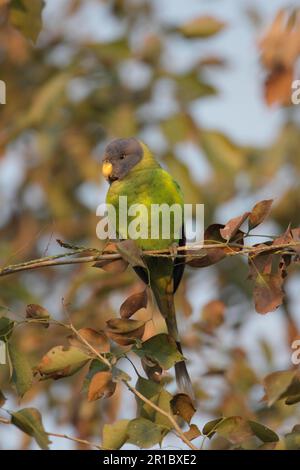 Papageien mit Pflaumenkopf (Psittacula cyanocephala), Papageien mit Pflaumenkopf, Papageien, Papageien, Tiere, Vögel, Papageiensittich, weiblich, hoch oben Stockfoto