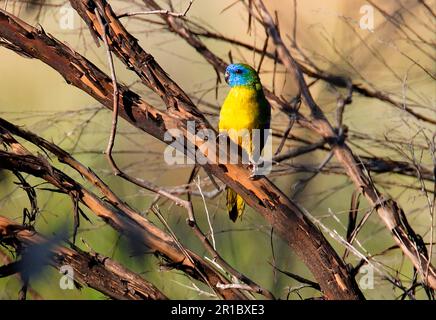 Türkisfarbener Papagei (Neophema pulchella), erwachsener Mann, sitzt auf einem toten Baum, Südosten von Queensland, Australien Stockfoto