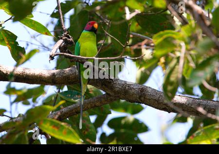 Papageiensittich (Psittacula cyanocephala), Papageiensittich, Papageiensittich, Papageiensittich, Tiere, Vögel, männlicher Papagei mit Plumskopf, hoch oben Stockfoto