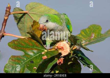 Mönchssittich (Myiositta monachus), Erwachsener, Fütterung von Feigen (Ficus sp.) Obst, Kolonien, Uruguay Stockfoto