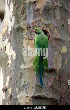 Ringsittich (Psittacula krameri), Erwachsener am Nistloch, Mannheim, Deutschland, Europa Stockfoto