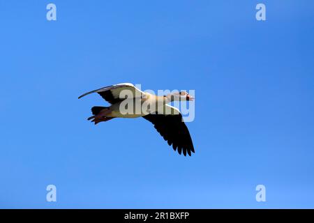 Ägyptische Gans (Alopochen aegyptiacus), Deutschland, Europa Stockfoto