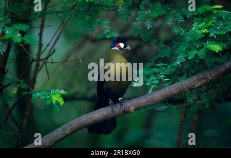 Seidenturaco, hartbutt-Turaco (Tauraco hartlaubi), Seidenturacos, Hartbutt-Turaco, Tiere, Vögel, Turacos, Hartbutts Turaco Stockfoto