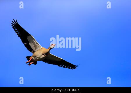 Ägyptische Gans (Alopochen aegyptiacus), Deutschland, Europa Stockfoto