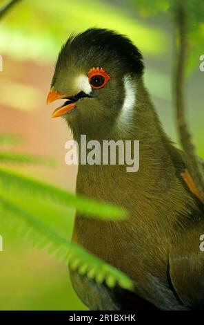 Weißer Turaco (Tauraco-Leukose), Erwachsener, Nahaufnahme des Kopfes, Schnabel offen Stockfoto