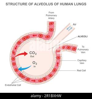 Die Struktur des Alveolus menschlicher Lungen. Markiertes Diagramm des Alveolus in der Lunge mit Gasaustausch. Lungenalveolus. Alveolen und Kapseln Stock Vektor