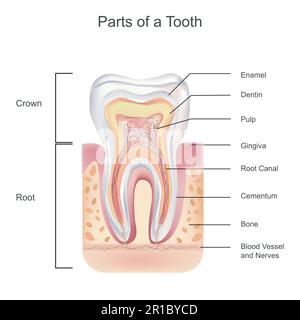 Biologische Illustration der detaillierten Zahnanatomie, der Struktur der Zähne, Schmelz, der vollständig anorganisch ist und das härteste Gewebe im Körper ist, CO Stock Vektor