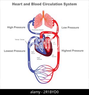 Das Kreislaufsystem. Stilisierte Herzanatomie, Diagramm. Menschliches Kreislaufsystem. Vektordiagramm des menschlichen Kreislaufsystems, Blutvesse Stock Vektor