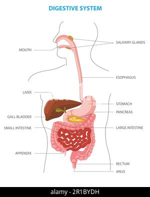 Anatomie der menschlichen Verdauungsorgane und Funktionen innerer Organe. Medizinisches Bildungstabelle der Biologie für das Verdauungssystem. Anatomie von Hu Stock Vektor
