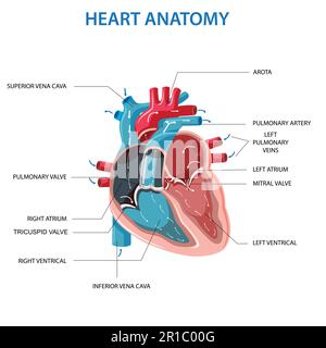 Anatomie des menschlichen Herzens. Querschnittsdiagramm des Herzens mit den Hauptteilen gekennzeichnet. Diagramm des menschlichen Herzens Vektordarstellung. Schulungsdiagramm Stock Vektor