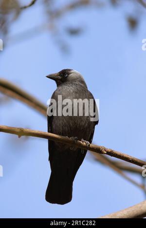 Coloeus monedula auf einem Ast (westliche Jackdaw) Stockfoto