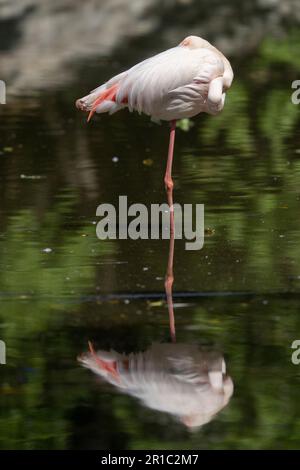 Spiegelbild des Flamingo-Sees (Phoenicopterus roseus) Stockfoto