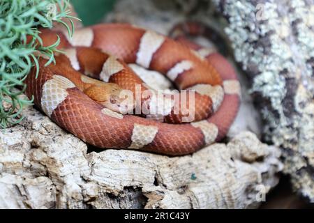 Trans-Pecos-Kupferkopf / breiter Kupferkopf / Agkistrodon contortrix pictigaster Stockfoto