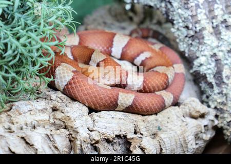 Trans-Pecos-Kupferkopf / breiter Kupferkopf / Agkistrodon contortrix pictigaster Stockfoto