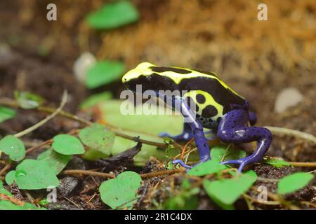 Färberfrosch / Färbender Dartfrosch / Dendrobates tinctorius Stockfoto