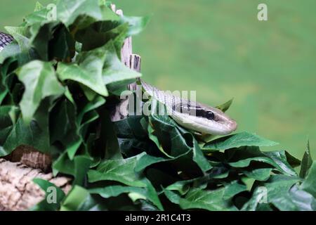 Schönnatter / Schönheitsratte Schlange / Orthriophis taeniurus callicyanous oder Elaphe taeniura callicyanous Stockfoto