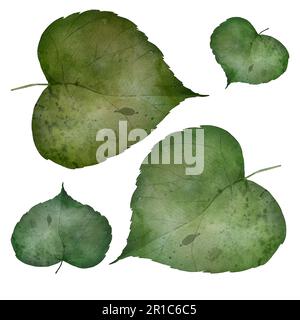 Lindenblüten-Aquarell-Darstellung auf weißem Hintergrund für organische Teepackungen. Stockfoto