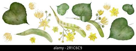 Gelbblühende Lindenblumen und Knospen Aquarellfarben Illustration. Tilia-Blumen, Limettenblumen, Botschaftblumen. Isoliert auf weiß. Kräutertee-Set. Stockfoto