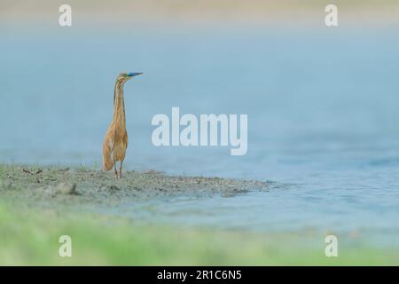 Der Raucherreiher in der Zuchtsaison (Ardeola ralloides) Stockfoto