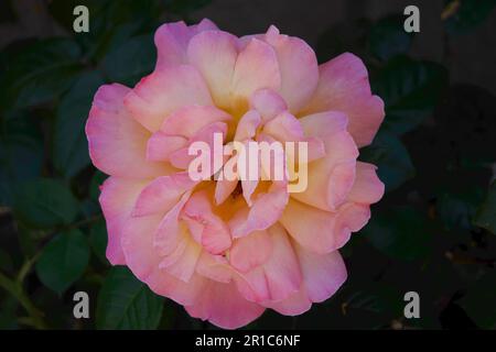 Gelbe Rosen, gelbpinke Rosen, gemischte Rosen im Garten Stockfoto