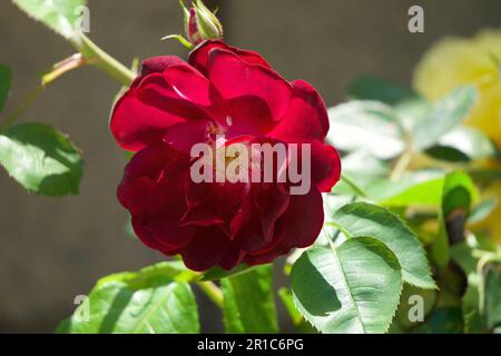 Rote Rose mit Liebe Stockfoto