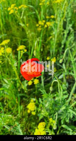 Blühende Mohnblumen und andere wilde Blumen am blauen Himmel. Sommer Natur. Speicherplatz kopieren Stockfoto